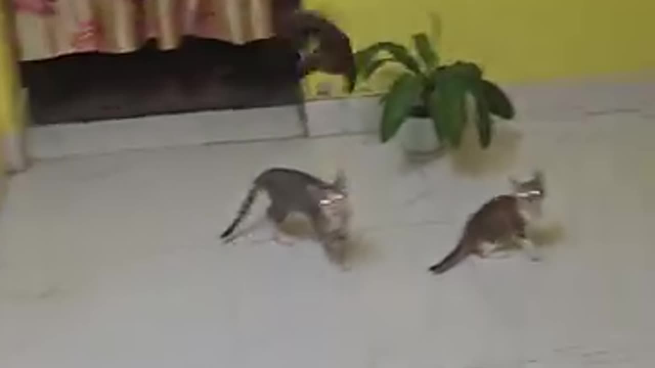 Funny 😂 video of cat 🐈😺 and 🦇 bat