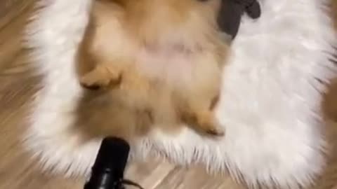 Then Watch The Best viral videos of most famous TikTok pets