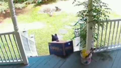 I'll take that! 🐻