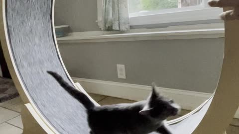 Kitty learning to use the treadmill