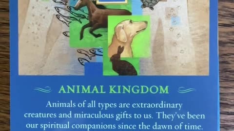 3/5/25 card: animal kingdom