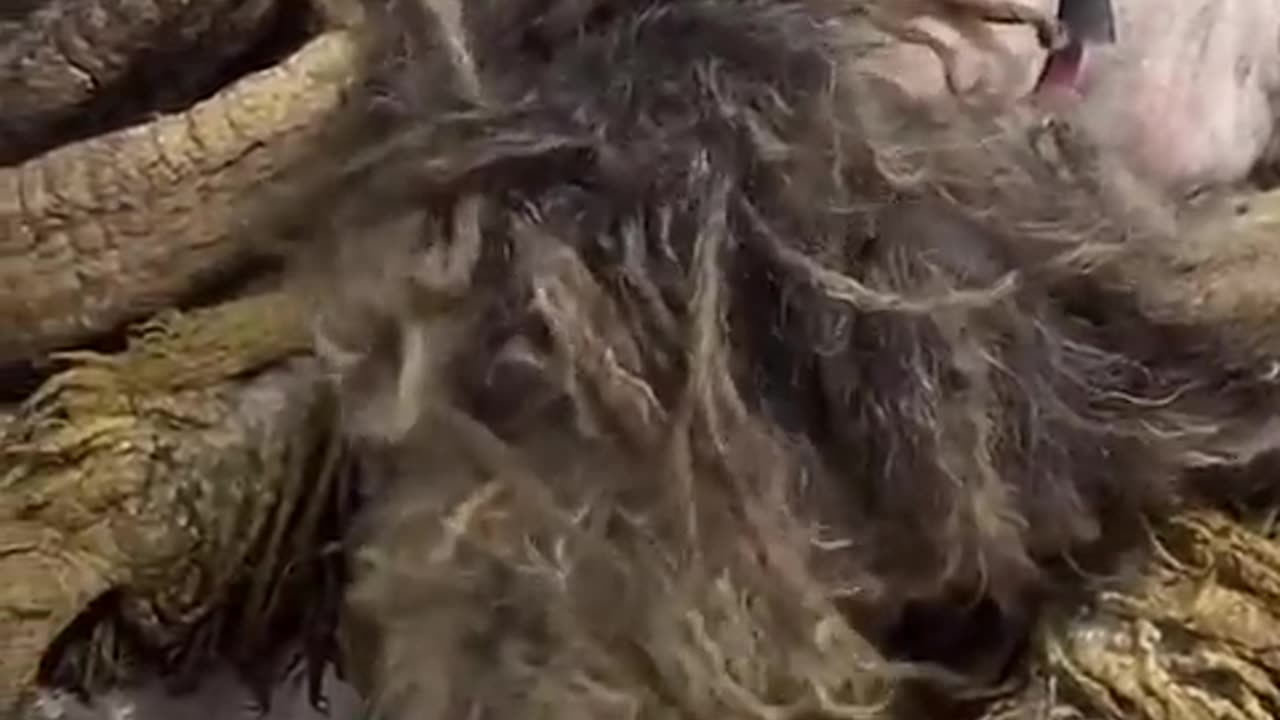 Funny animals