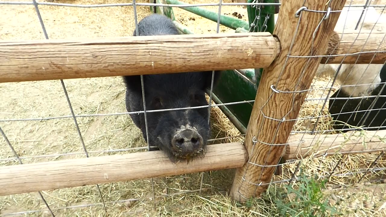 Hog is happy to see me again!