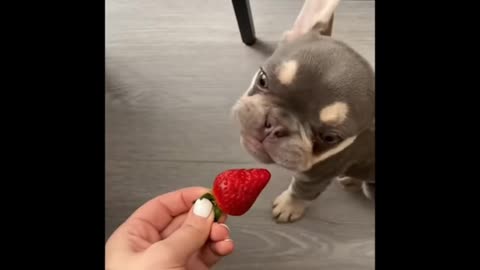 Dog eating strawberry fanny video