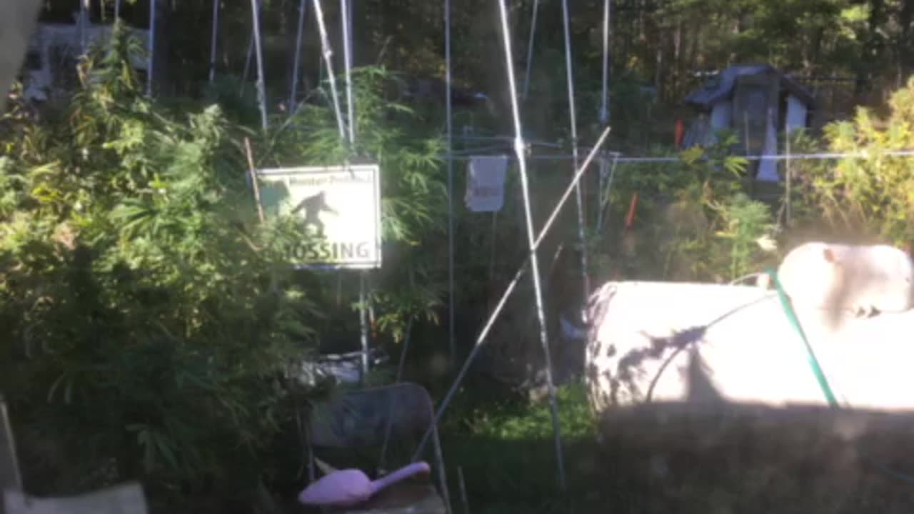 $5 K ($5,000) a day WMAL 105.9 streaming worldwide Bernie healthcare a human right