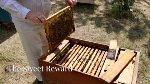 How to Start Beekeeping: A Beginner's Guide