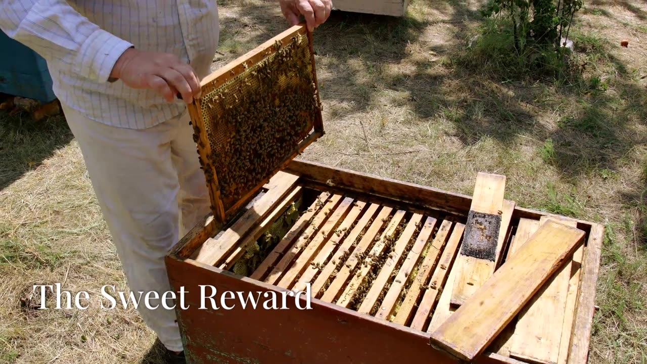 How to Start Beekeeping: A Beginner's Guide