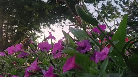 "Sunrise Petunias of the Wastelands."