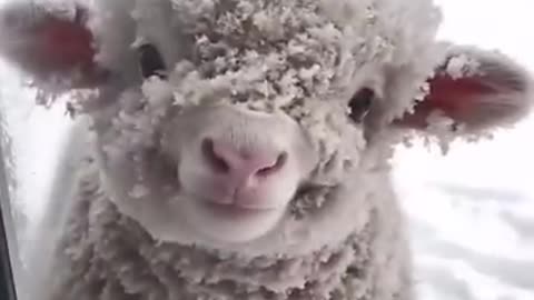 cute sheep