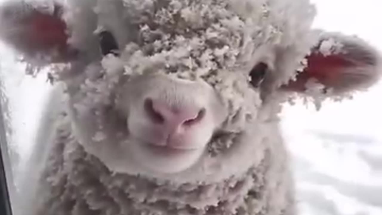 cute sheep