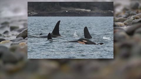 Welcome J62: A new female orca joins the Southern Resident family