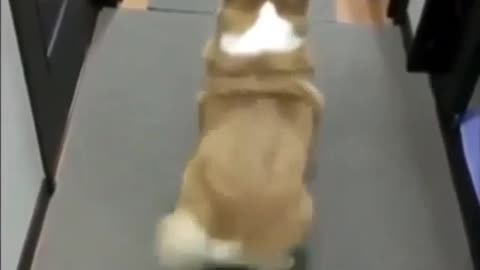 Fit & Strong 💪 Girls Workout Ultimate Fitness/ Stay Strong & Consistent #Shorts