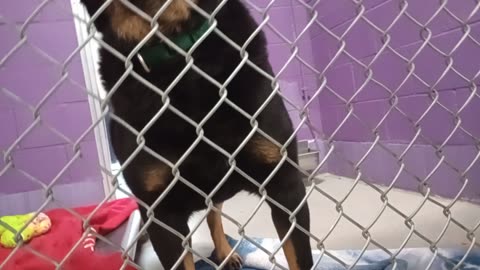 Toby 5y Pet Id 904412 kennel 26 HSSAZ shelter Toby & a buddy who plays with Toby interact20251121834