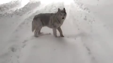 Snow showers on demand 😊