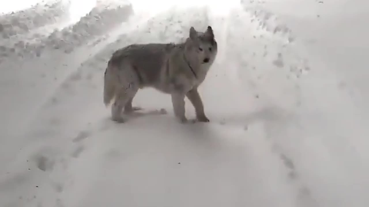 Snow showers on demand 😊