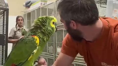 Taking your parrot to the 🤣veterinarian