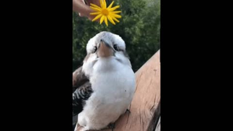 Kooka king MFrs