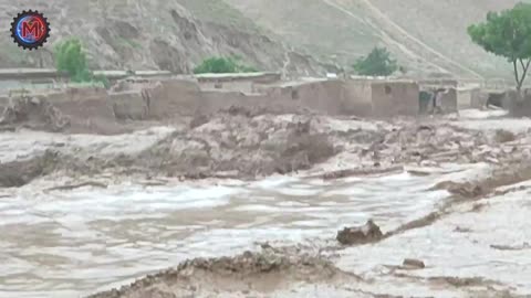 Most Incredible Nature Moments Ever Caught on Camera