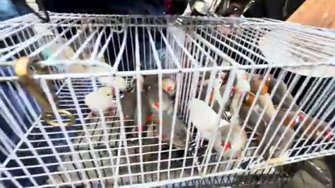 Birds market karachi 7-12-25