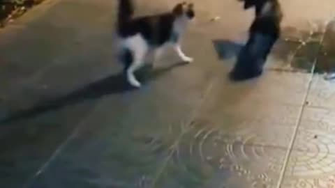 The strongest cat fights🐱😾🔥