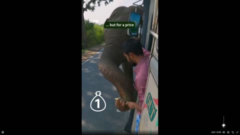 Quick Smile: You got to love it... Meet the elephant who collects road tax