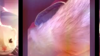 Nom nom nom!
