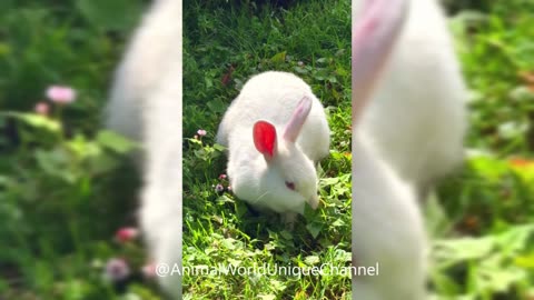 Cute White Rabbit