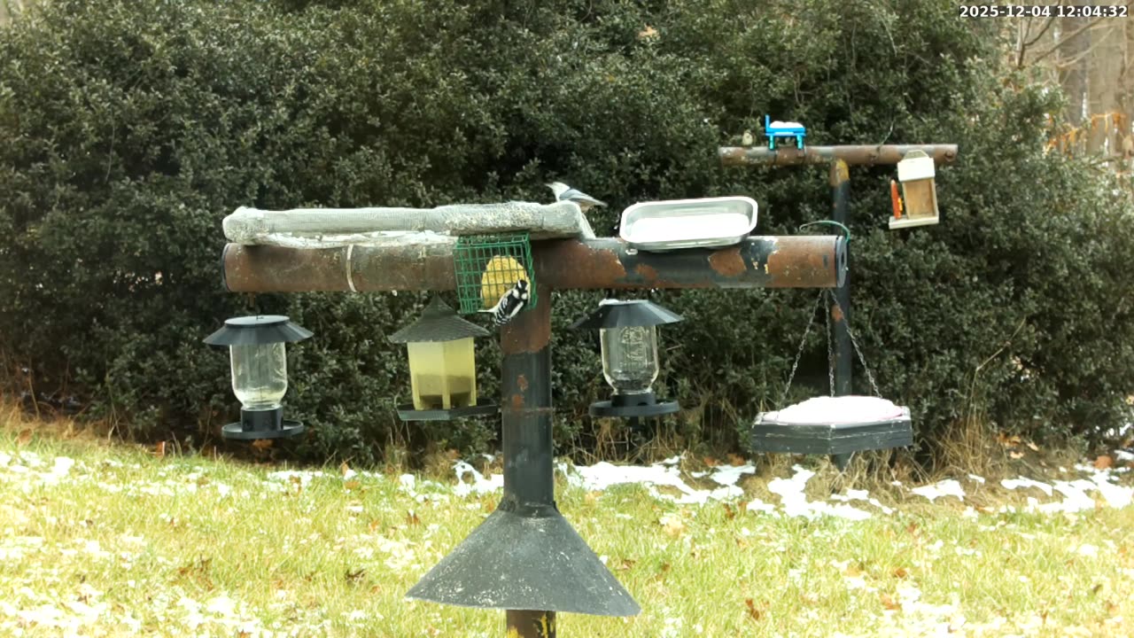 Bird Feeder in Western Maryland USA