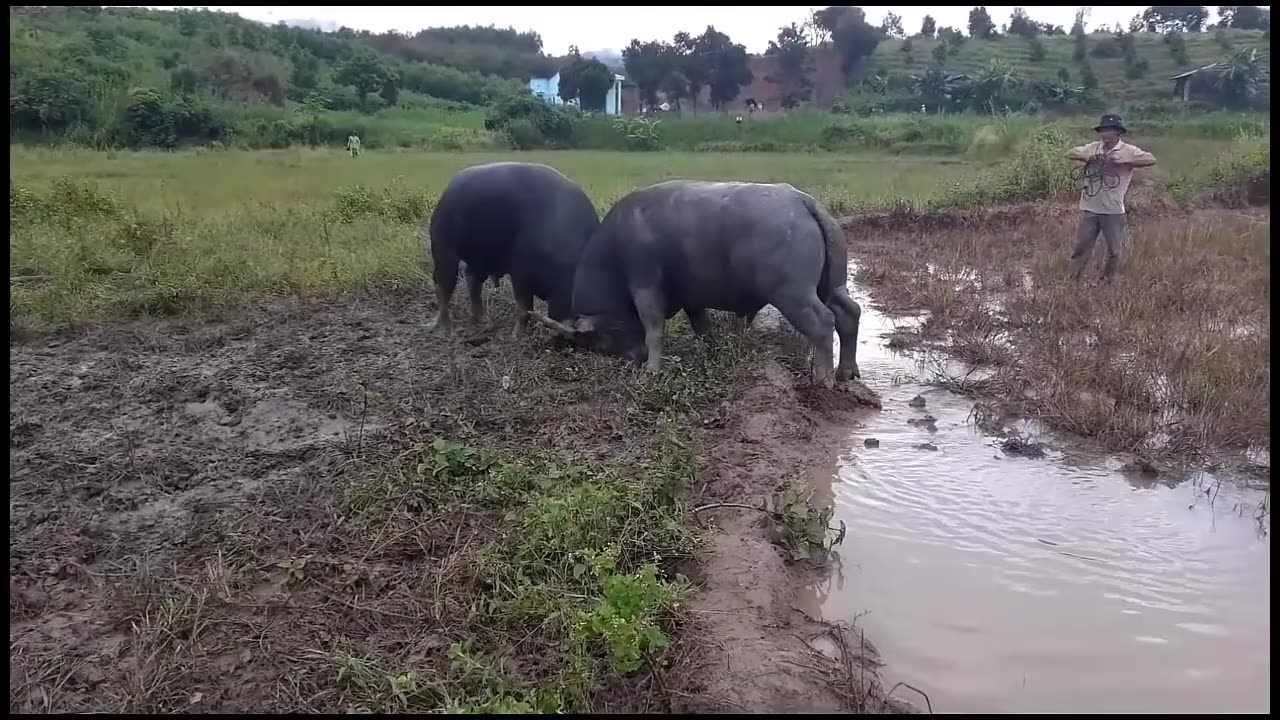 Buffaloes fight in the pasture