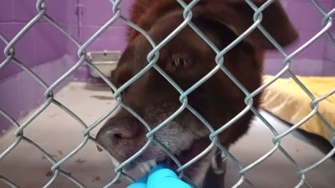 Jimmy 6y Pet Id 949599 kennel 19 HSSAZ shelter discovered lovely guy is pretty easygoing20251121478