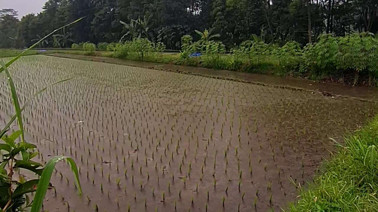 Sawah saat lagi hujan