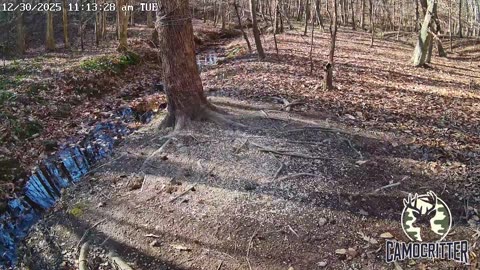 CamoCritter Critter Cam Live Stream