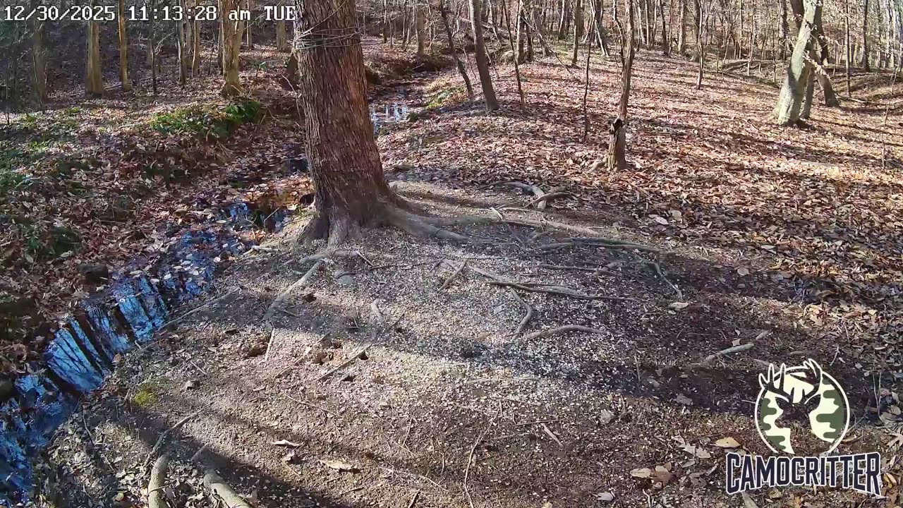 CamoCritter Critter Cam Live Stream