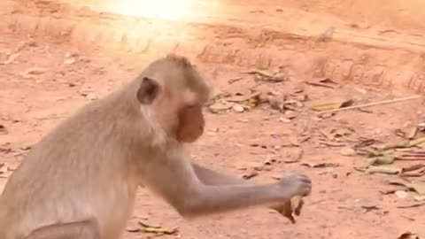 Funny monkey prank