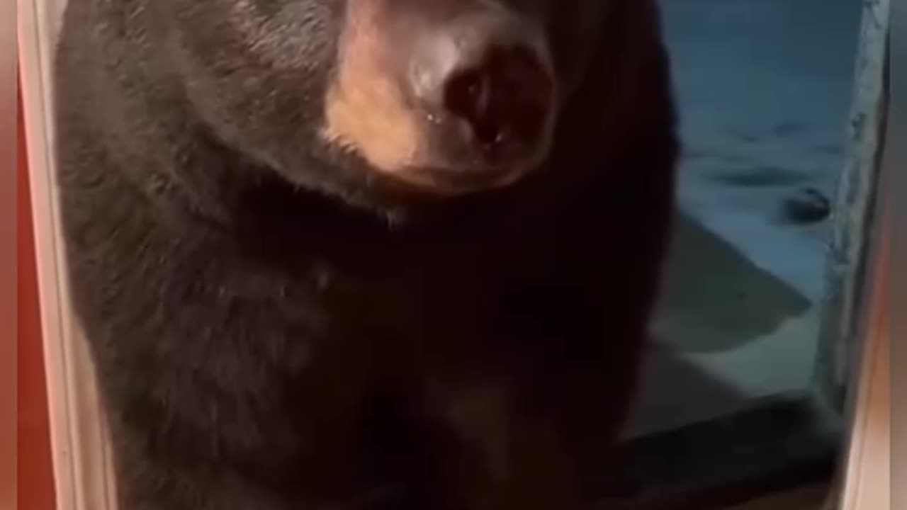 BEAR AND DOG VIRAL VIDEO 1 MILLION VIEWS