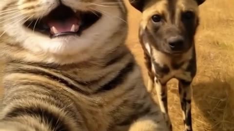 My Selfie Queen Kittie - FunkyPets4u #funkypets4u #cute #funnypets #kitten