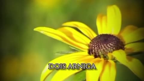 Cinco plantas que podem salvar a sua vida