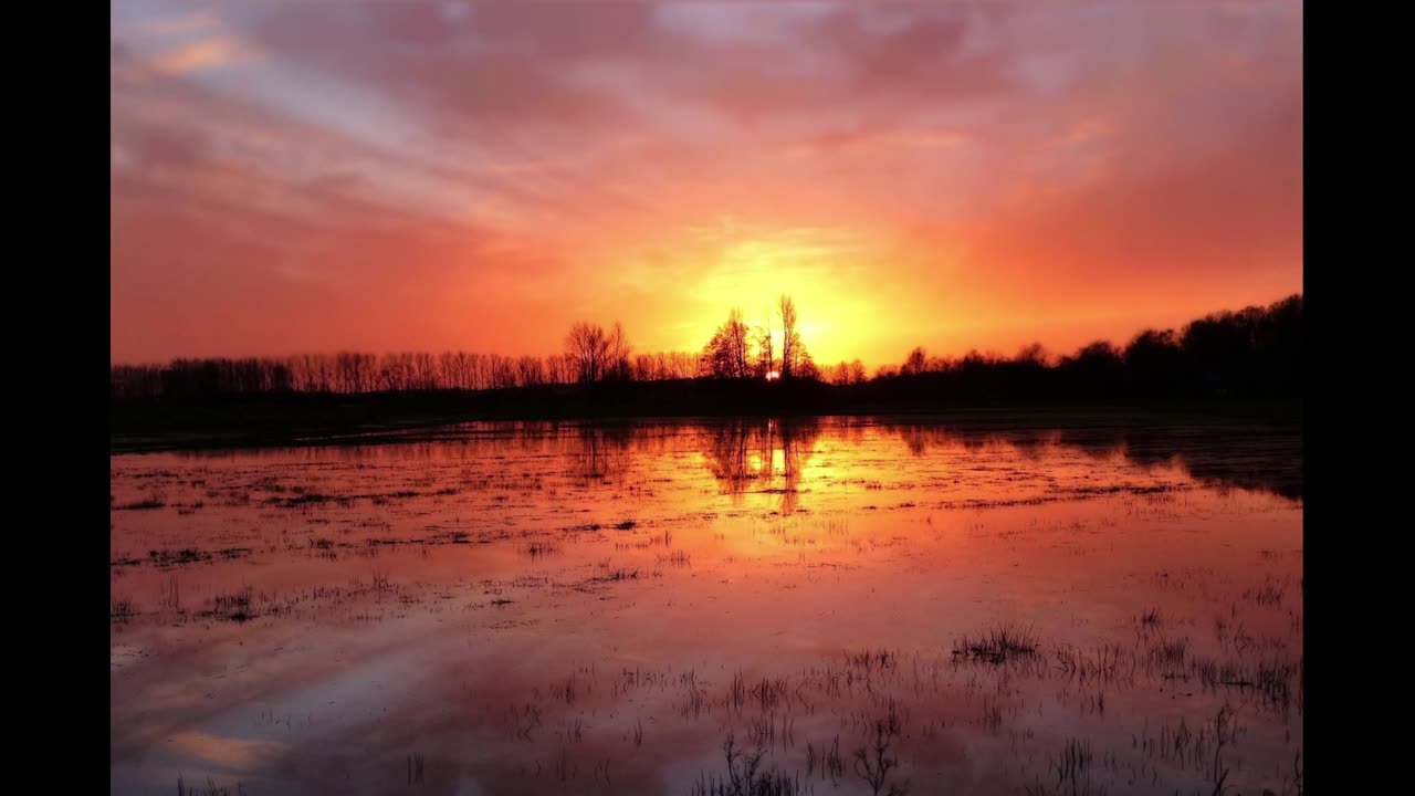 Morning at the Pond | 8 Hours of Frog and Wildlife Sounds for Sleep, Relaxation and Meditation