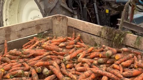 Carrot Harvesting