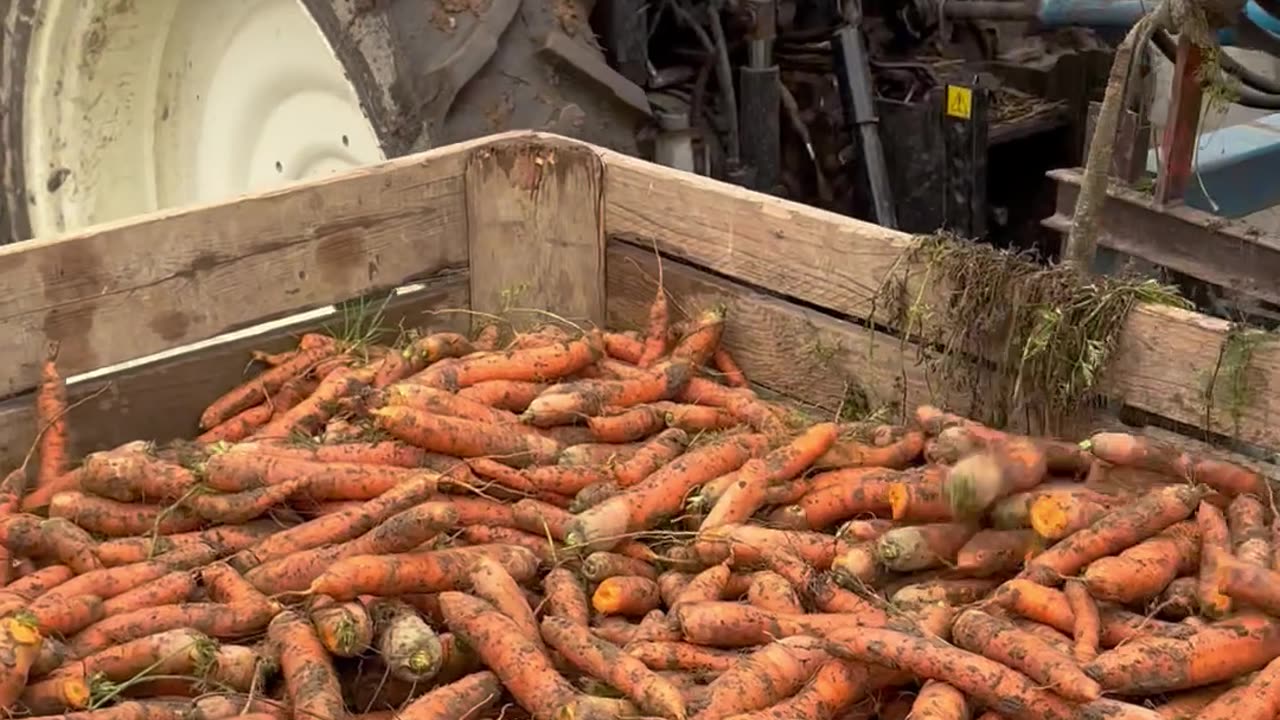 Carrot Harvesting