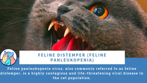 Help your cats recover from this Virus!