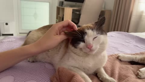 Dad cat meets his baby kittens #pet adventure