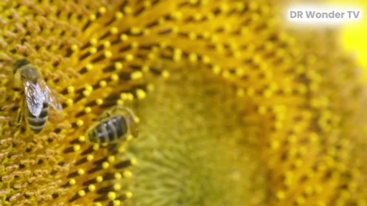 Bees: The “Unexpected” Journey of Honey Production!