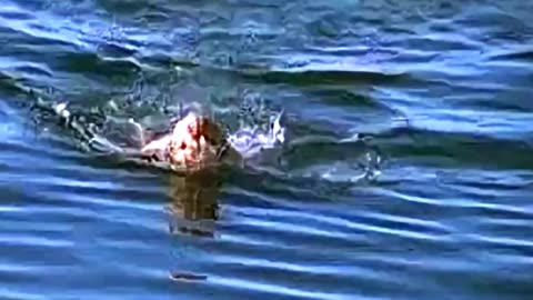 Shocking Truth- He’s a Mermaid!