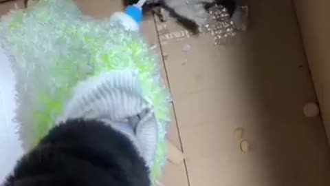 hungry and angry at the same time.😸