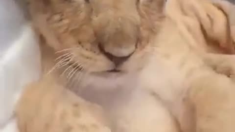 cute baby lion