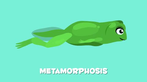 amphibians for kids