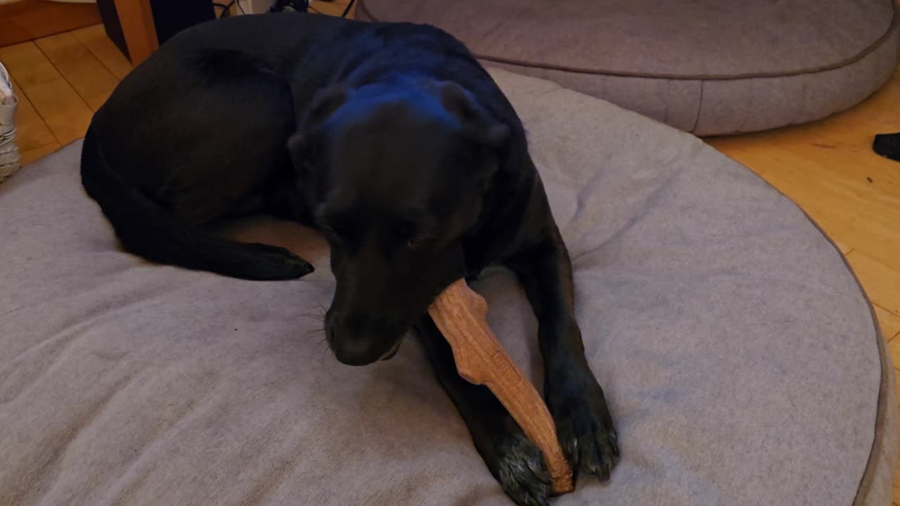 Dog enjoys a chew stick