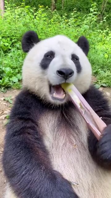 Making its way to the tasty part of the bamboo