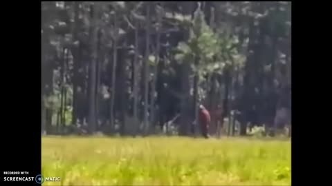 BIGFOOT FILMED IN MEADOW